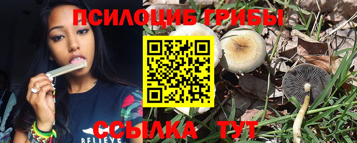 Псилоцибиновые грибы Psilocybine cubensis Стрежевой